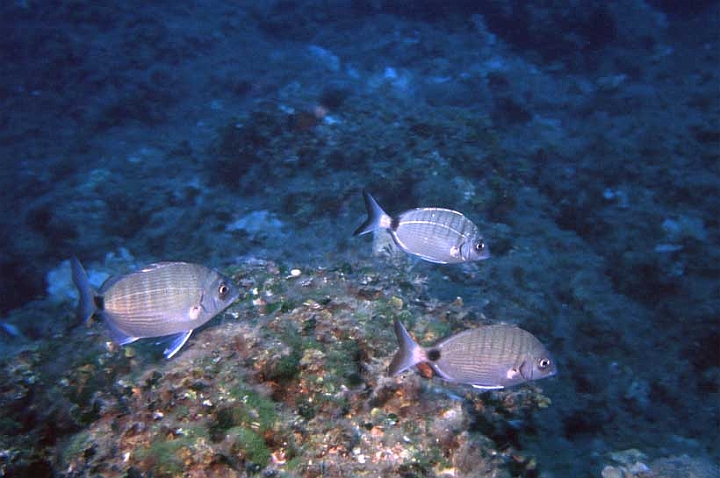 14 Diplodus sargus.jpg - Diplodus sargus - Sarago
